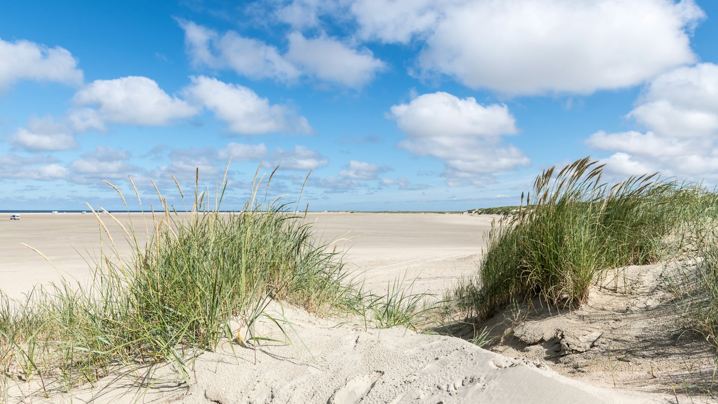 Hohes Gras wächst an einem Sandstrand am Meer.